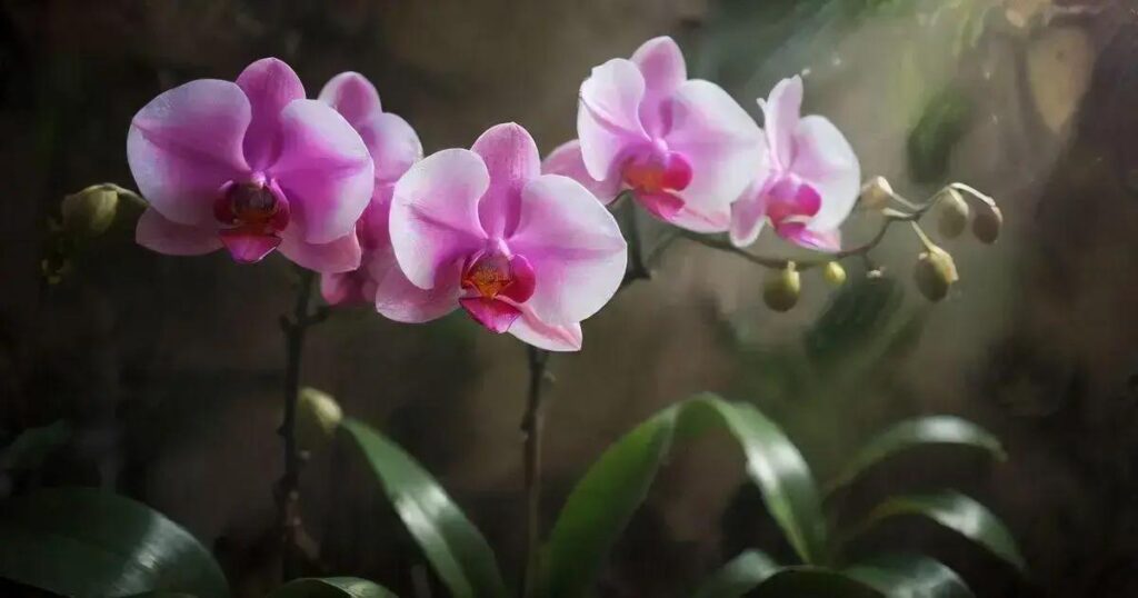 como cuidar de orquideas